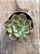 Echeveria 045 - Imagem 3
