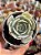 Echeveria runyonii san carlos - Imagem 1