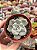 Echeveria red marble variegata - Imagem 1