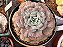 Echeveria red marble variegata - Imagem 2