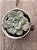 Echeveria red marble variegata - Imagem 4