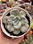 Echeveria red marble variegata - Imagem 1