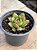 Echeveria agavoides fantasy (importada) - Imagem 2