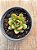 Echeveria agavoides fantasy (importada) - Imagem 3