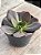 Echeveria prima donna - Imagem 2