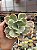 Echeveria ice age variegata G - Imagem 1