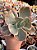 Echeveria ice age variegata G - Imagem 1
