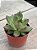 Echeveria ebony green - Imagem 2