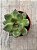 Echeveria ebony green - Imagem 3