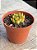 Echeveria agavoides christmas - Imagem 2