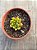 Echeveria agavoides christmas - Imagem 3