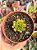 Echeveria agavoides christmas - Imagem 1