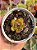 Echeveria puli lindsayana - Imagem 1