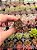 Echeveria dyonisos (plug) - Imagem 1