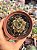 Echeveria dyonisos (plug) - Imagem 1