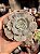 Echeveria marble magic ball - Imagem 1