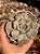 Echeveria marble magic ball - Imagem 1