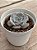 Echeveria marble magic ball - Imagem 2