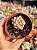 Echeveria tinkerbell P - Imagem 1
