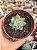 Echeveria beatrice (plug) - Imagem 1