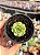 Echeveria lime’n chime (plug) - Imagem 1