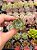 Echeveria Paula (plug) - Imagem 1