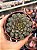 Echeveria swallow - Imagem 1