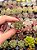 Echeveria swallow (plug) - Imagem 1