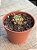 Echeveria swallow - Imagem 2