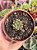 Echeveria swallow - Imagem 1