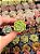 Echeveria lime n’ chime (plug) - Imagem 1