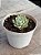 Echeveria cuspidata var. zaragozae - Imagem 2