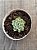 Echeveria cuspidata var. zaragozae - Imagem 3