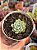 Echeveria cuspidata var. zaragozae - Imagem 1