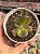 Echeveria prima donna variegata - Imagem 1
