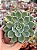Echeveria moon fairy variegata - Imagem 1