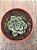 Echeveria moon fairy variegata - Imagem 4