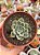 Echeveria moon fairy variegata - Imagem 1