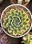 Echeveria moon fairy variegata - Imagem 2