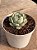 Echeveria sitifuko no bara - Imagem 2