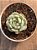 Echeveria sitifuko no bara - Imagem 3
