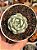 Echeveria sitifuko no bara - Imagem 1