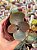 Kalanchoe orgyalis (colher de cobre) - Imagem 1