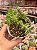 Plectranthus ornatus - Imagem 1