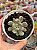 Graptoveria torres variegata - Imagem 1
