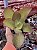 Echeveria lemon mousse - Imagem 1