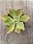 Echeveria san remo (reversa) - Imagem 3