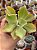 Echeveria san remo (reversa) - Imagem 1