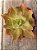 Echeveria san remo (reversa) - Imagem 3