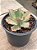 Echeveria chantilly marginata (reversa) - Imagem 2